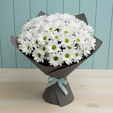 Букет цветов из:  Хризантемы #REPLACE_PRED# Шенкурске