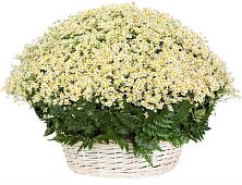 Цветочная композиция из Ромашки в корзине #REPLACE_PRED# Шенкурске