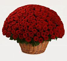 Премиум букет из: Розы в Шенкурске